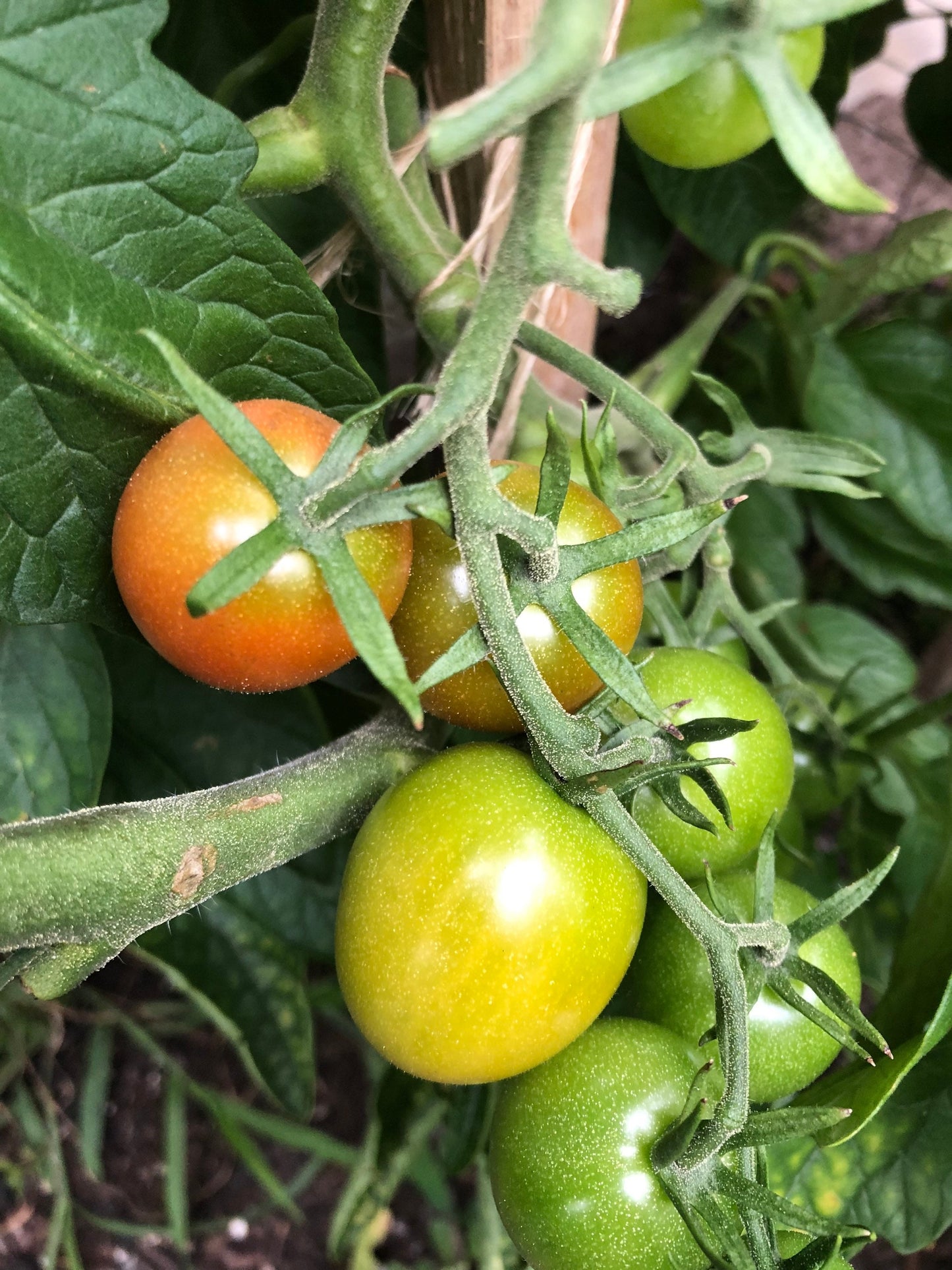 Cherry Principe Borghese Tomato Seeds , Organic