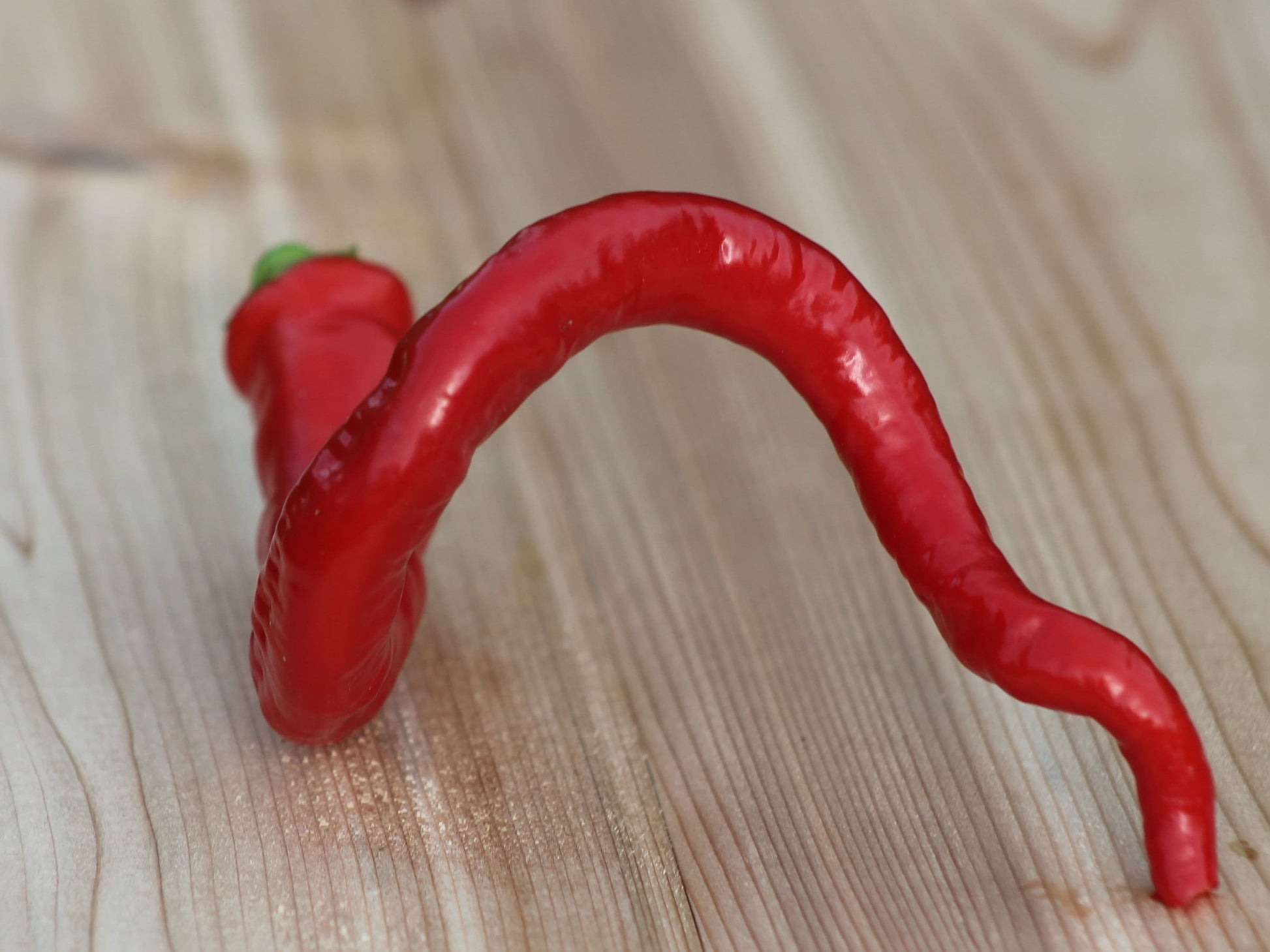 Long Corbaci Seeds Pepper