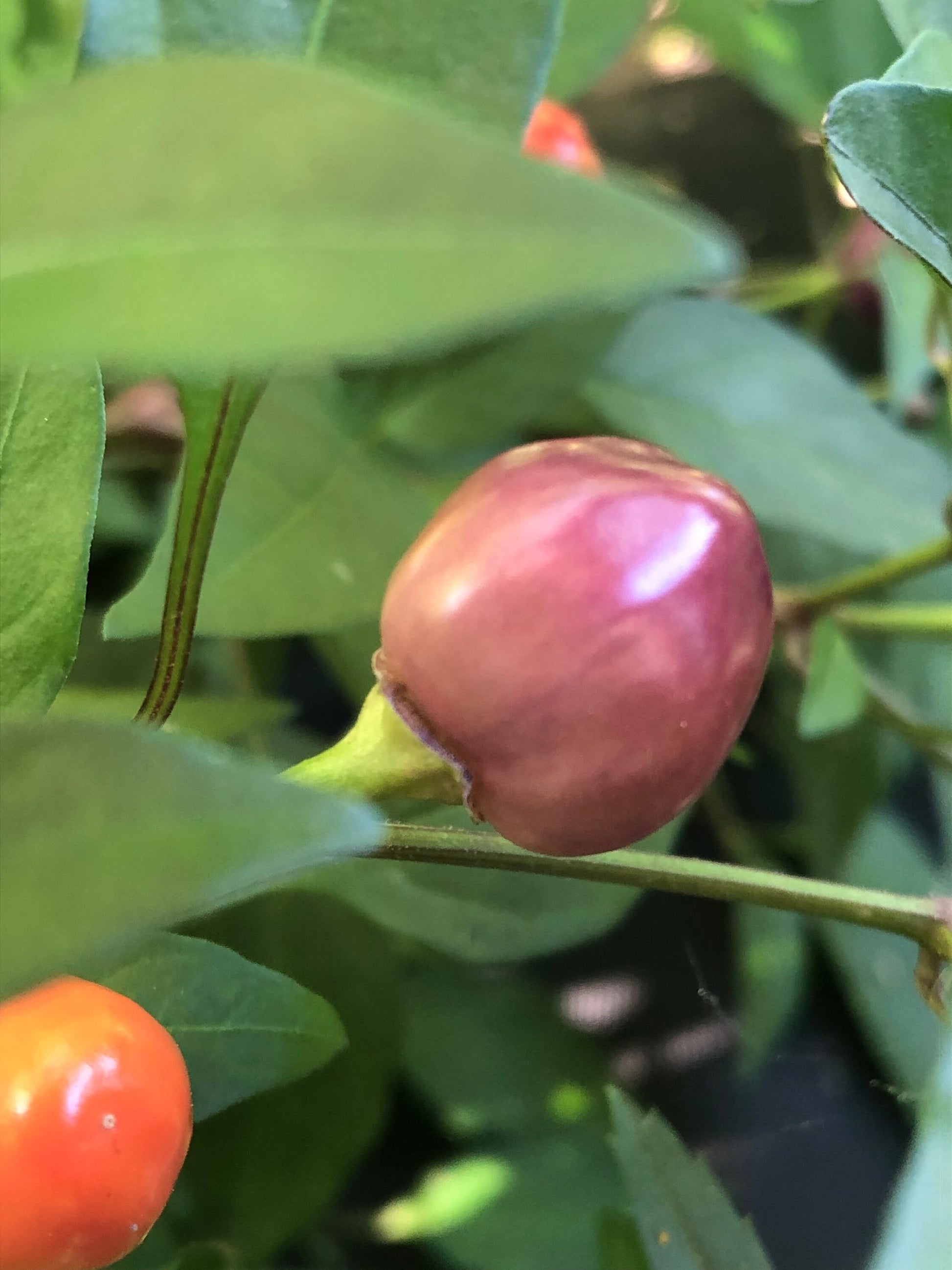 Filius Blue Pepper Seeds