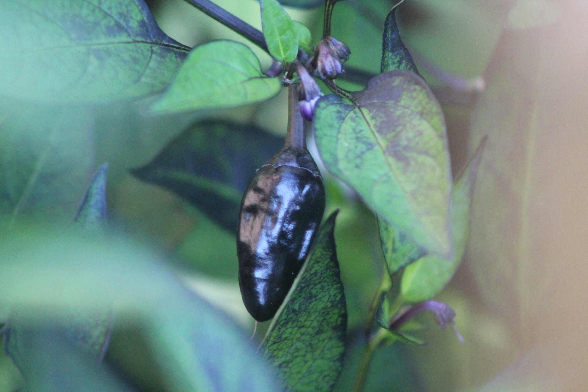 Black Dracula Pepper Seeds