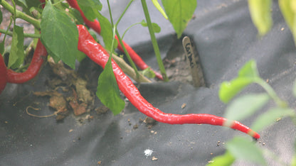 Long Corbaci Seeds Pepper