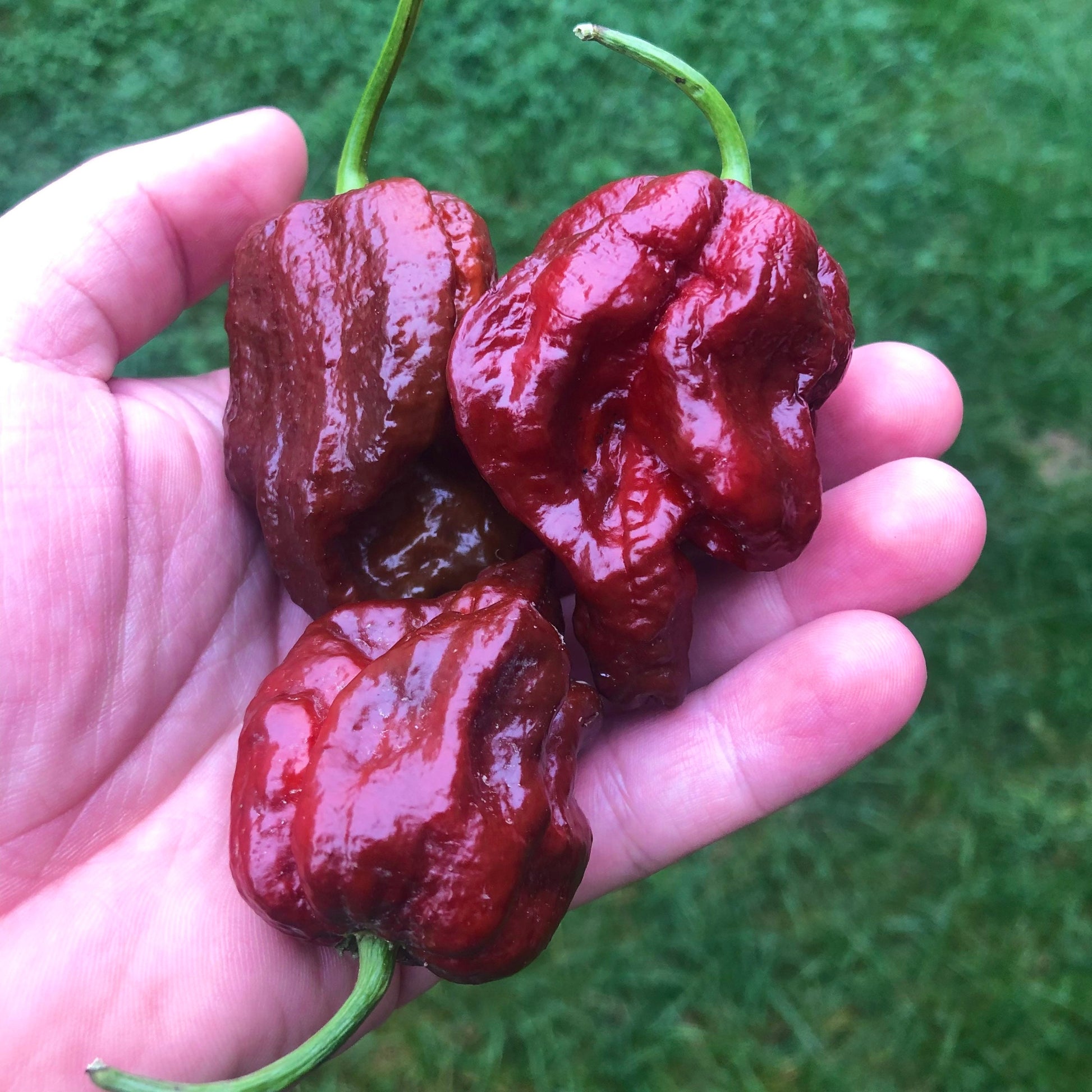 Chocolate Scorpion Seeds Pepper , Organic , SuperHot