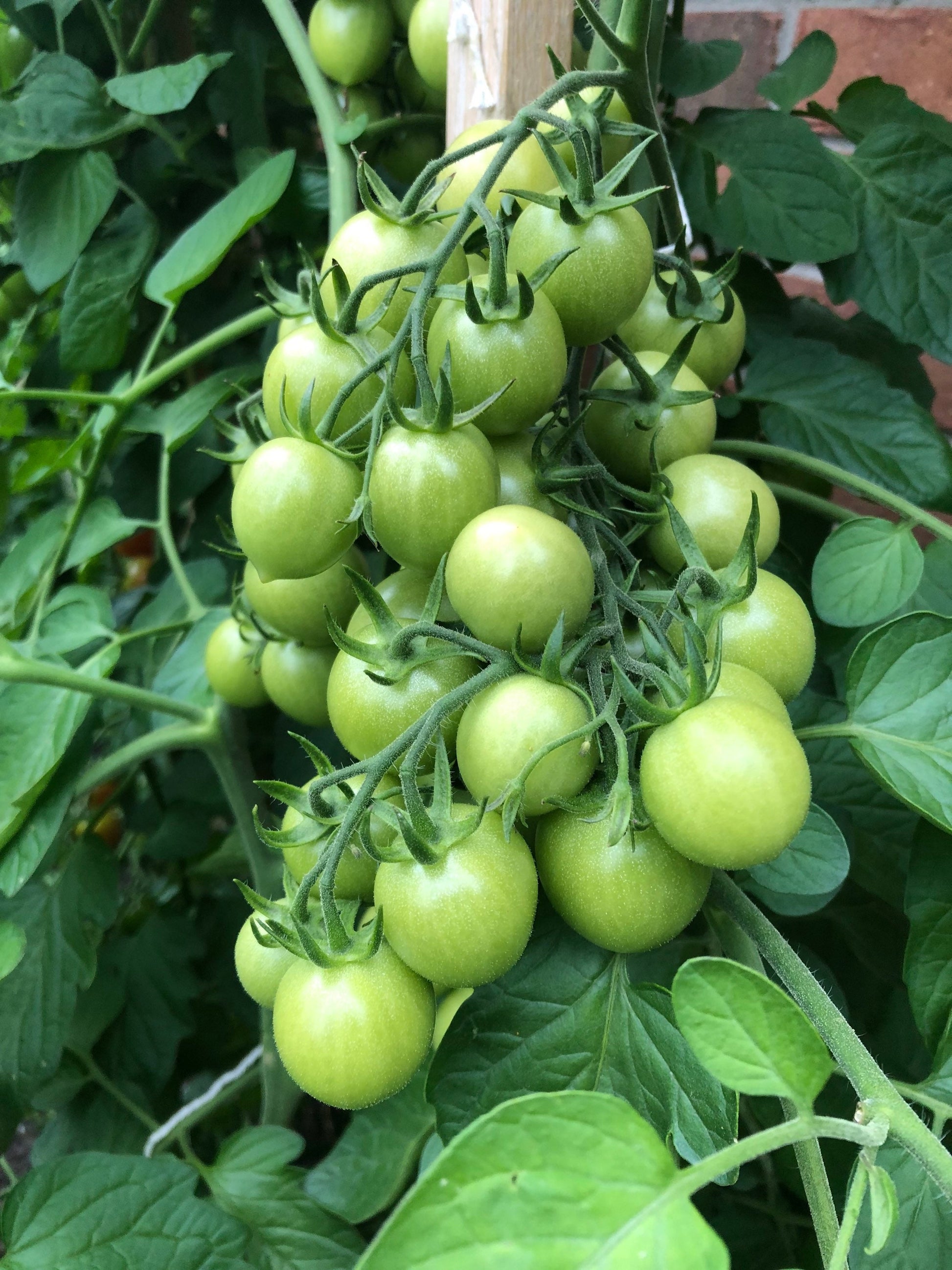 Cherry Principe Borghese Tomato Seeds , Organic