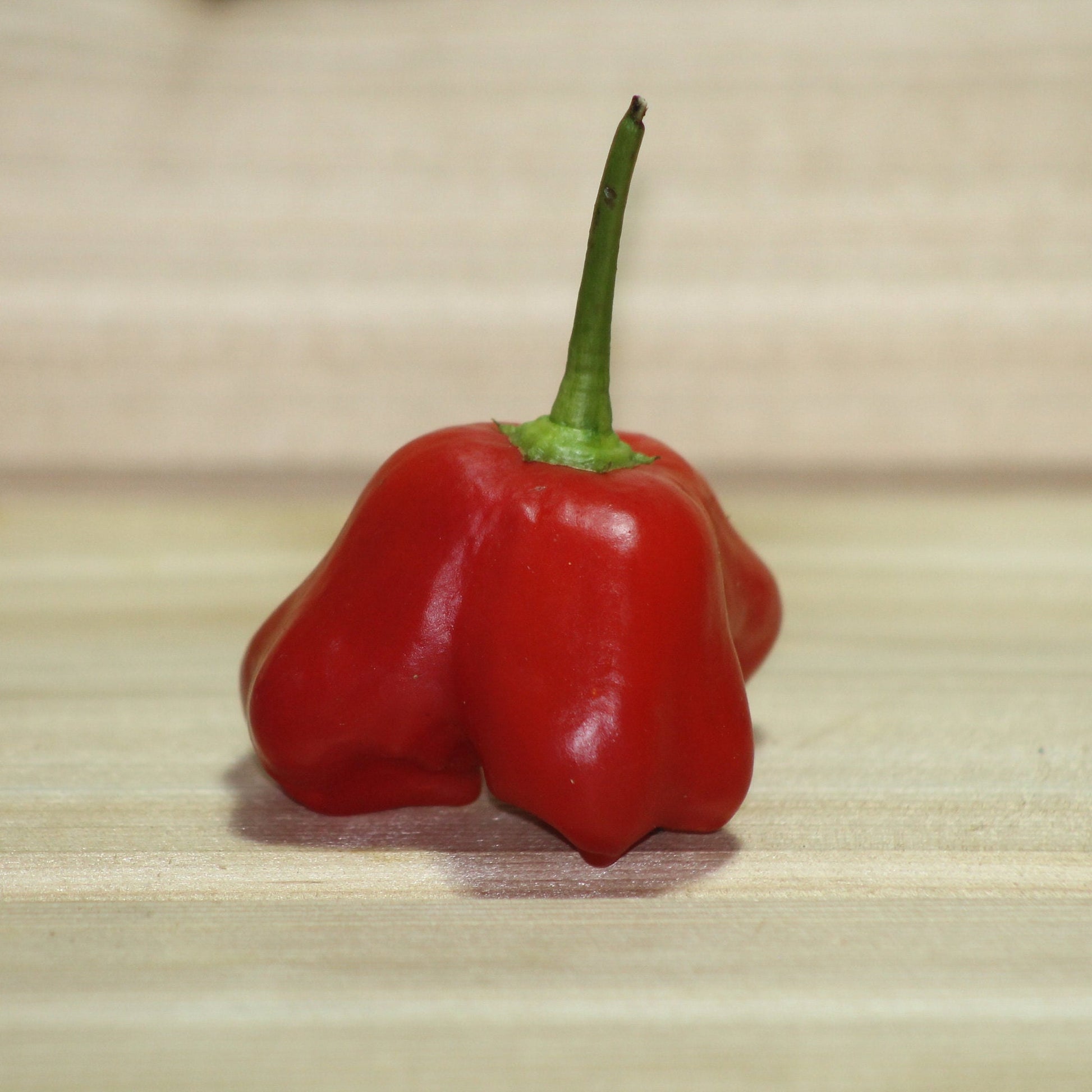 Red Mad Hatter Pepper Seeds , Organic