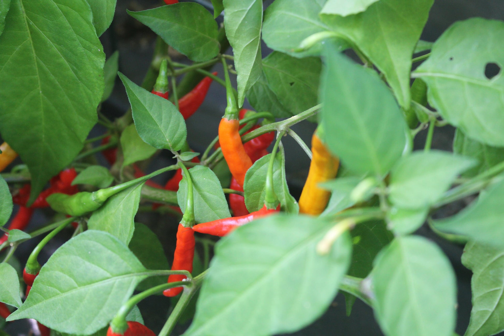 Thai Lightning Pepper Seeds , Organic