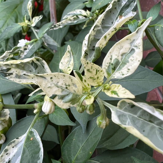 Fish Pepper Seeds , Organic, Variegated