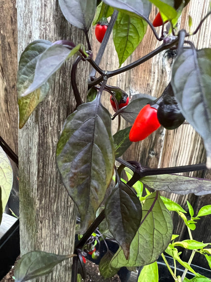 Bellingham Gardens Pepper Seeds , Organic