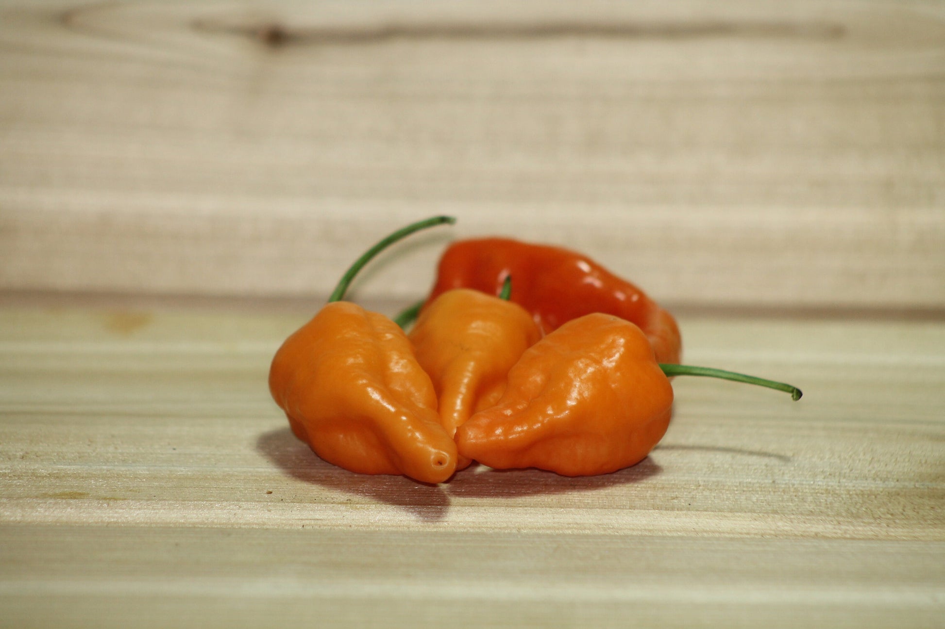 Habanada Pepper Seeds , Organic