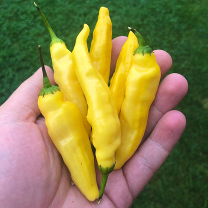 Aji pineapple Pepper Seeds