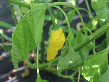 Aji pineapple Pepper Seeds