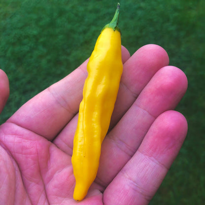 Aji pineapple Pepper Seeds