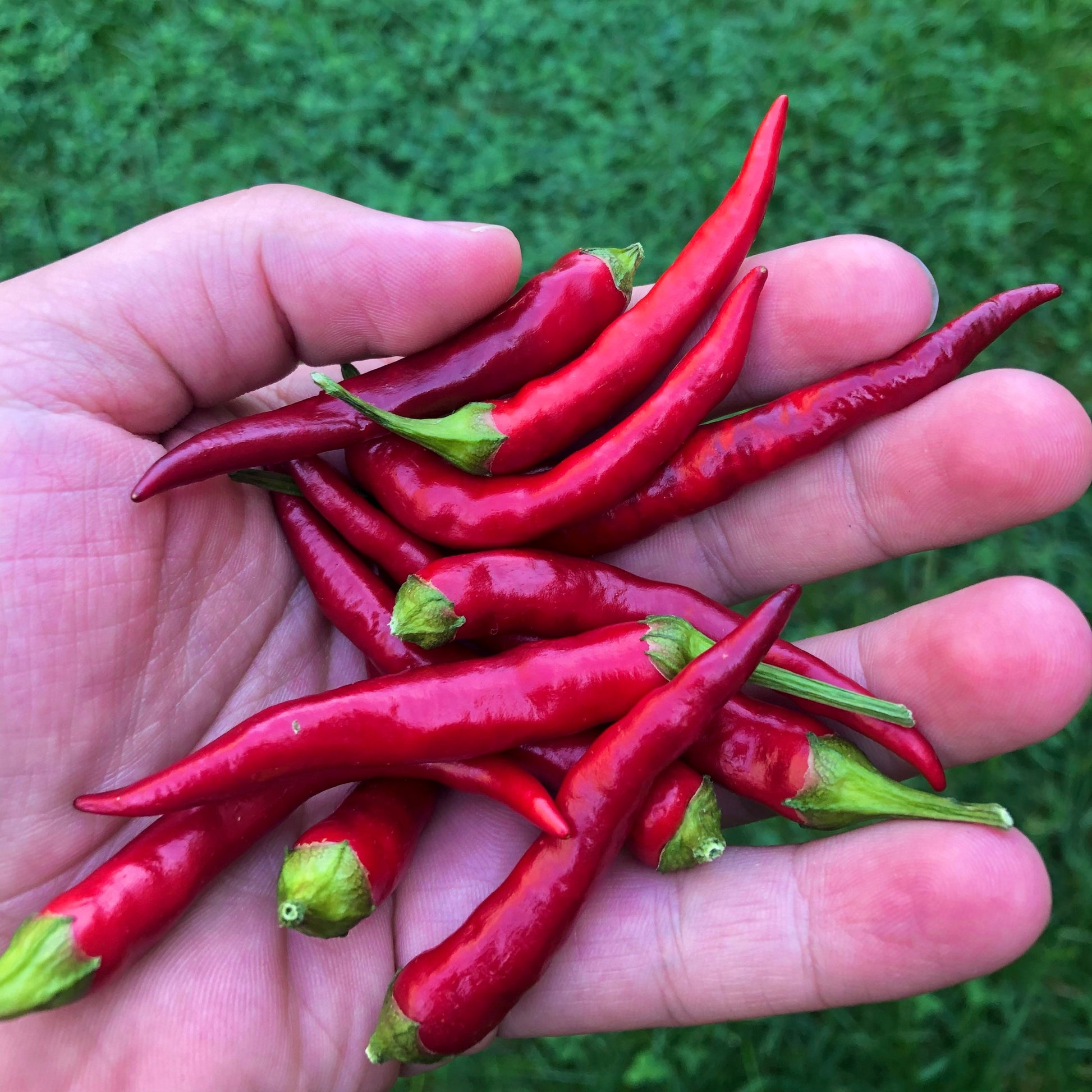 Black Thai Seeds Pepper , Organic