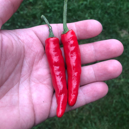 Goat's Weed Pepper Seeds