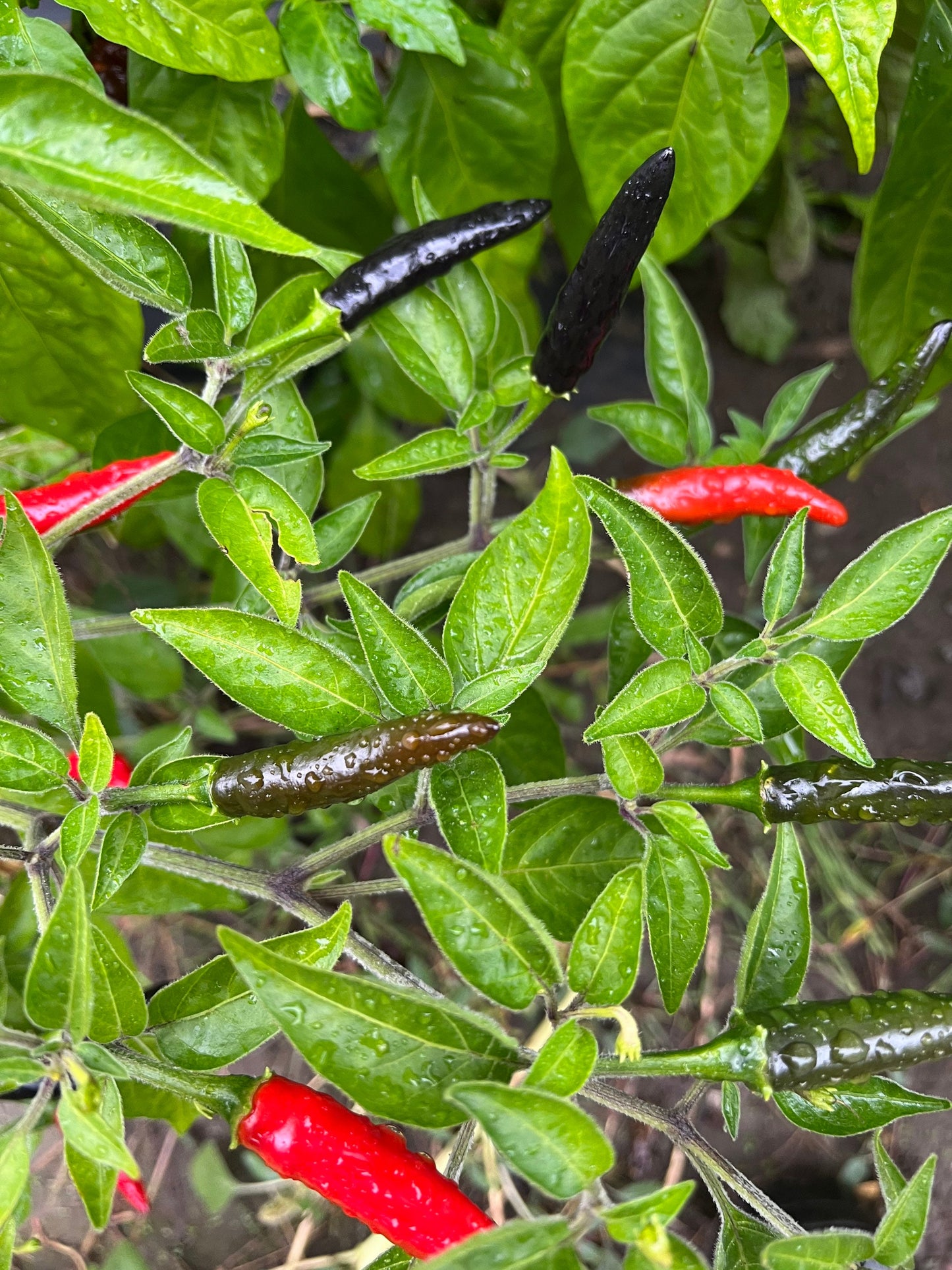 Black Cobra Pepper Seeds