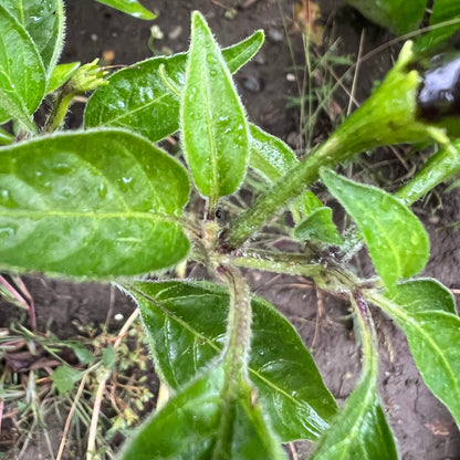 Black Cobra Pepper Seeds