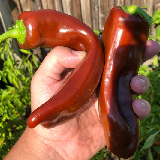 Chocolate Bell Pepper Seeds , Organic