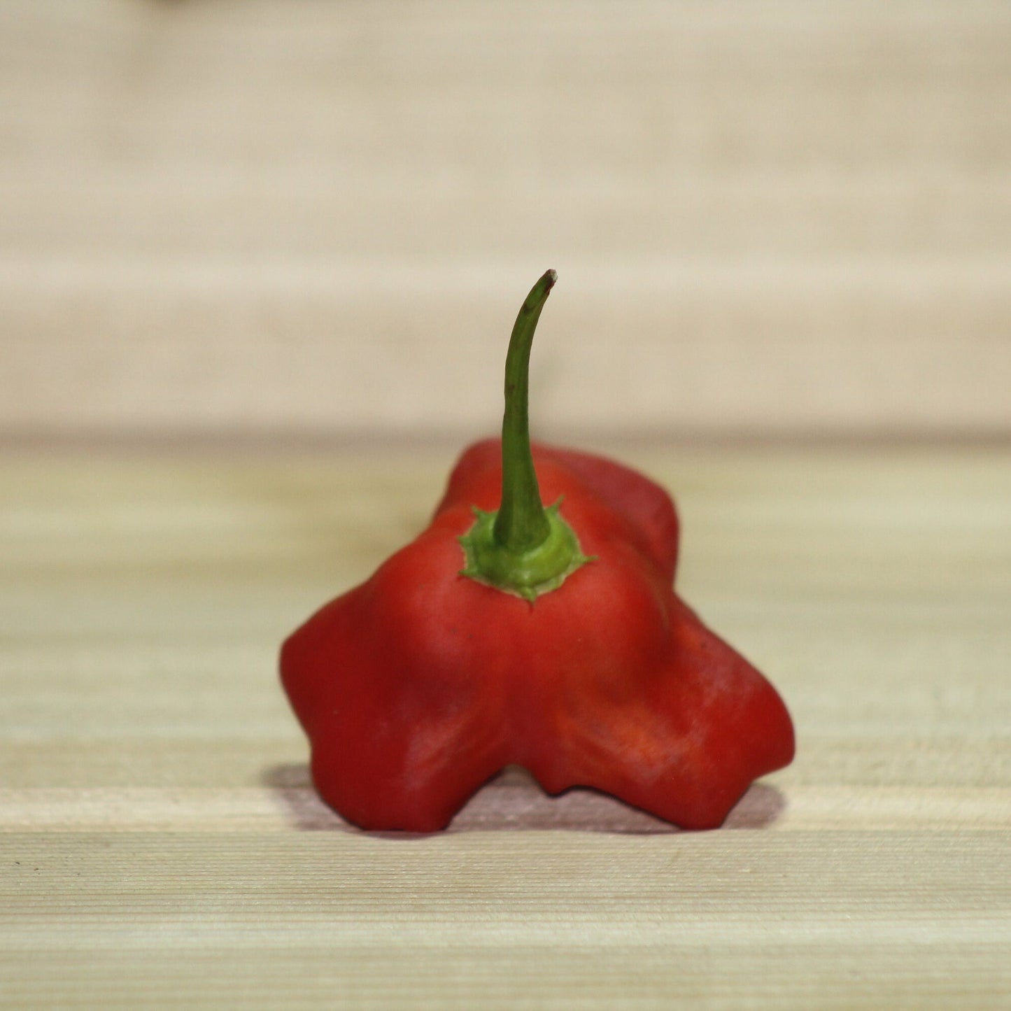 Red Mad Hatter Pepper Seeds , Organic