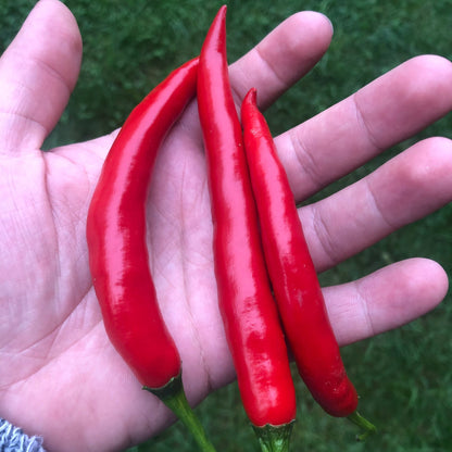 Long Corbaci Seeds Pepper