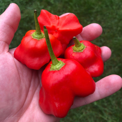 Red Mad Hatter Pepper Seeds , Organic