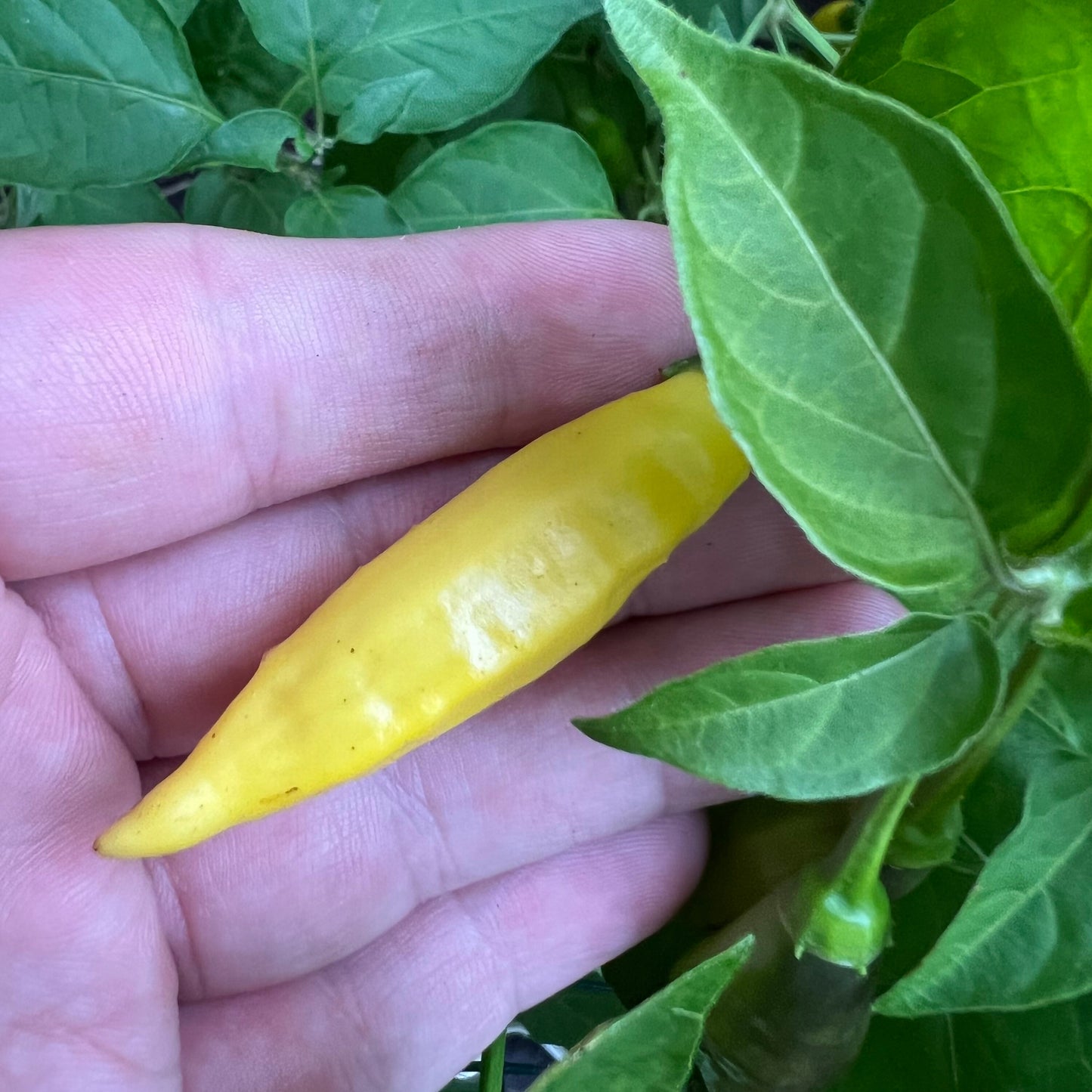 Aji Lemon Drop Pepper Seeds