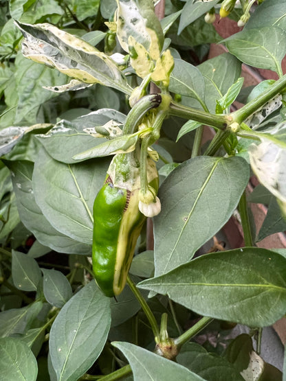 Fish Pepper Seeds , Organic, Variegated