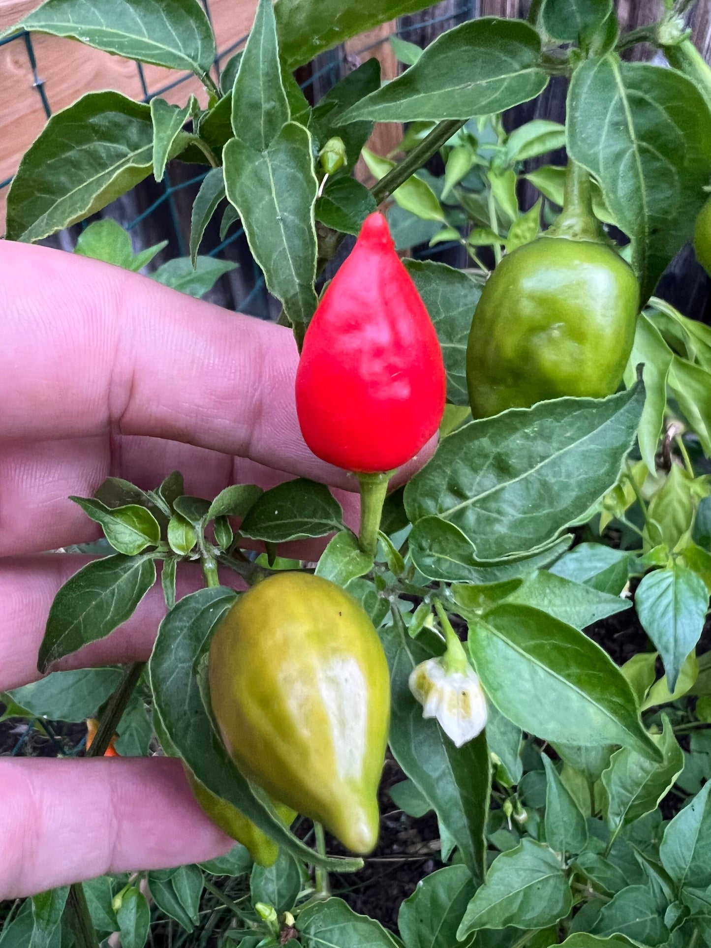 Inca Red Drop Pepper Seeds , Organic