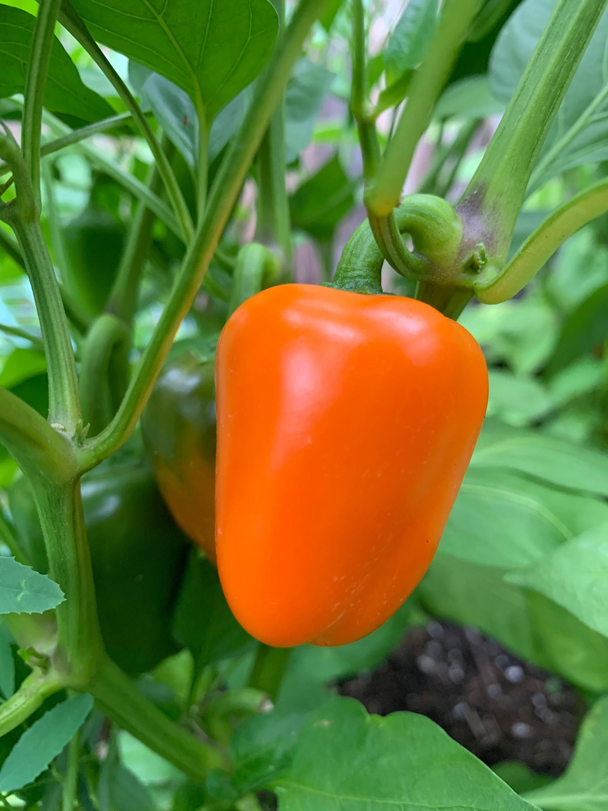 Organic Mini Sweet Pepper Seeds for Vibrant Home Gardening