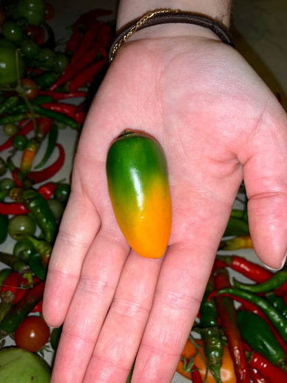 Organic Mini Sweet Pepper Seeds for Vibrant Home Gardening