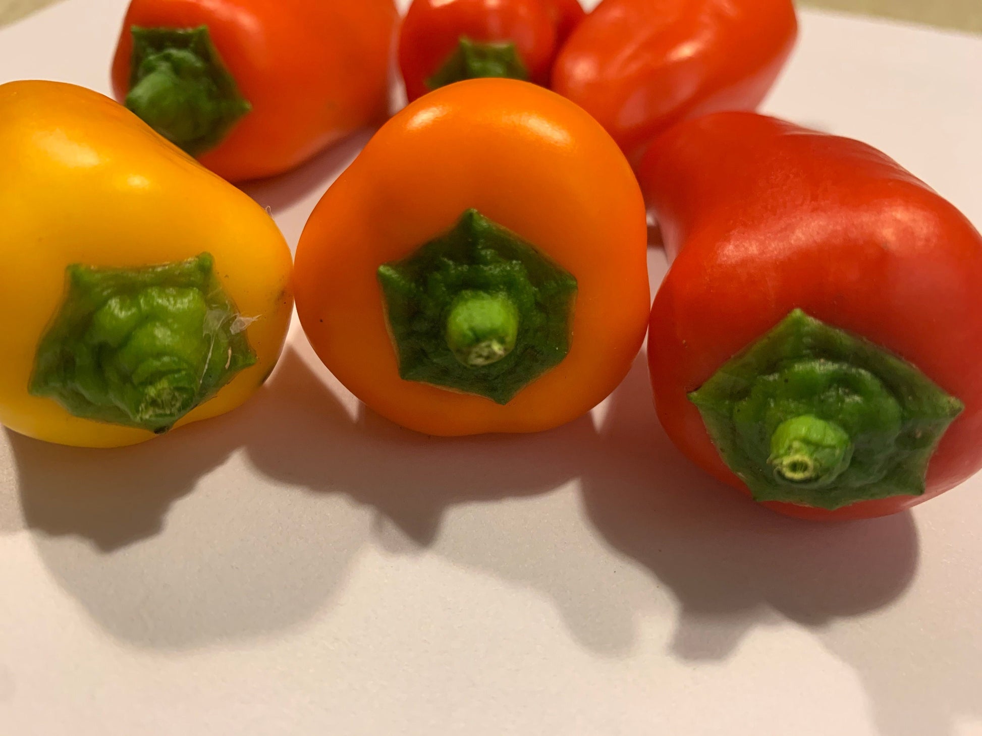 Organic Mini Sweet Pepper Seeds for Vibrant Home Gardening