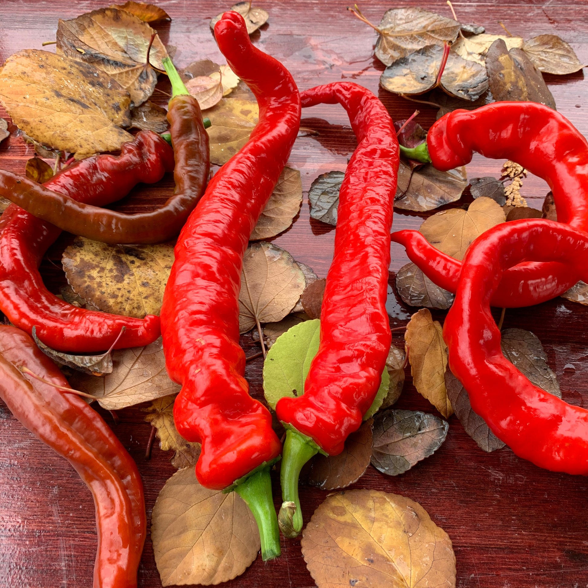 Long Hot Portuguese Pepper Seeds