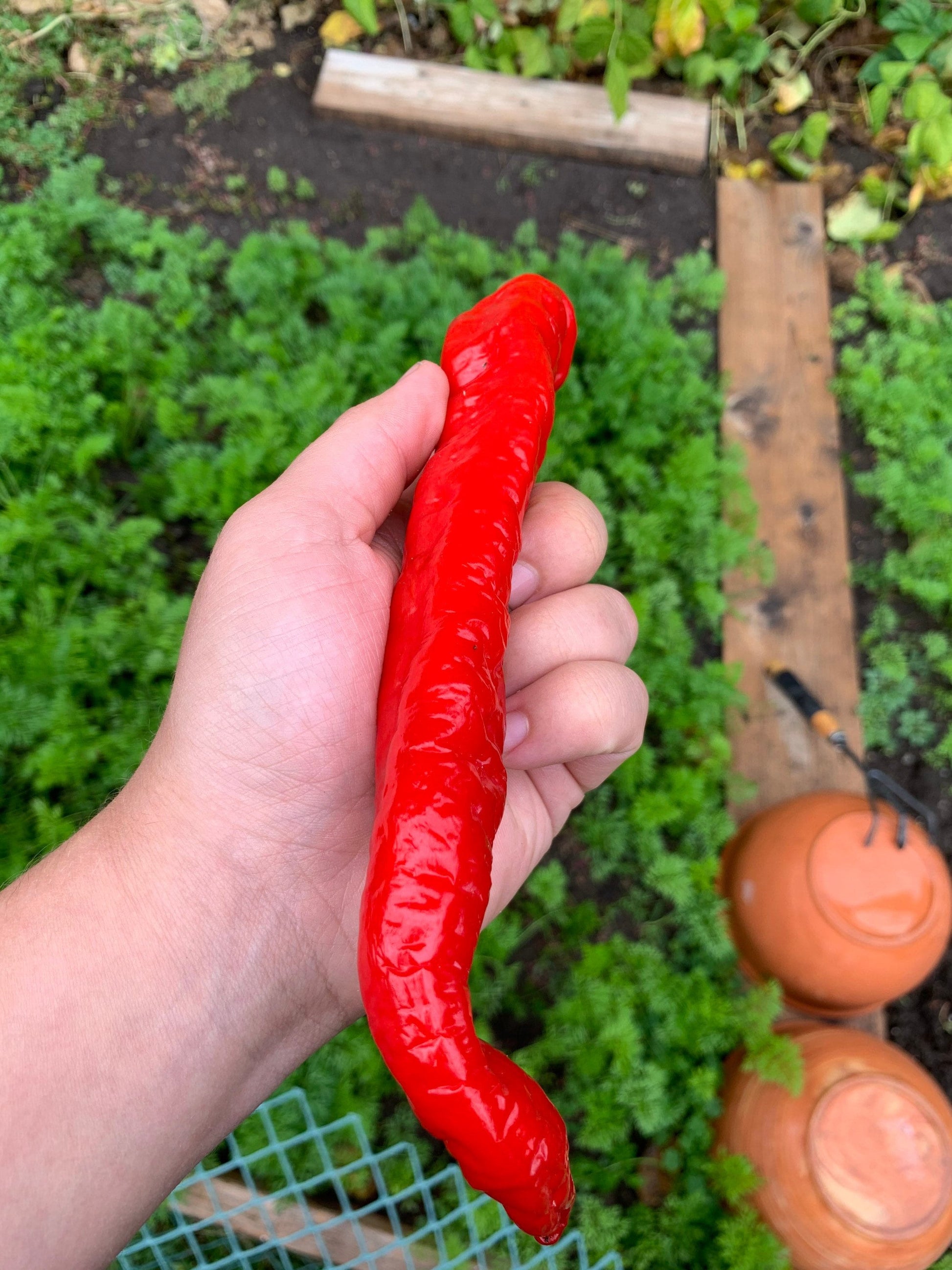 Long Hot Portuguese Pepper Seeds