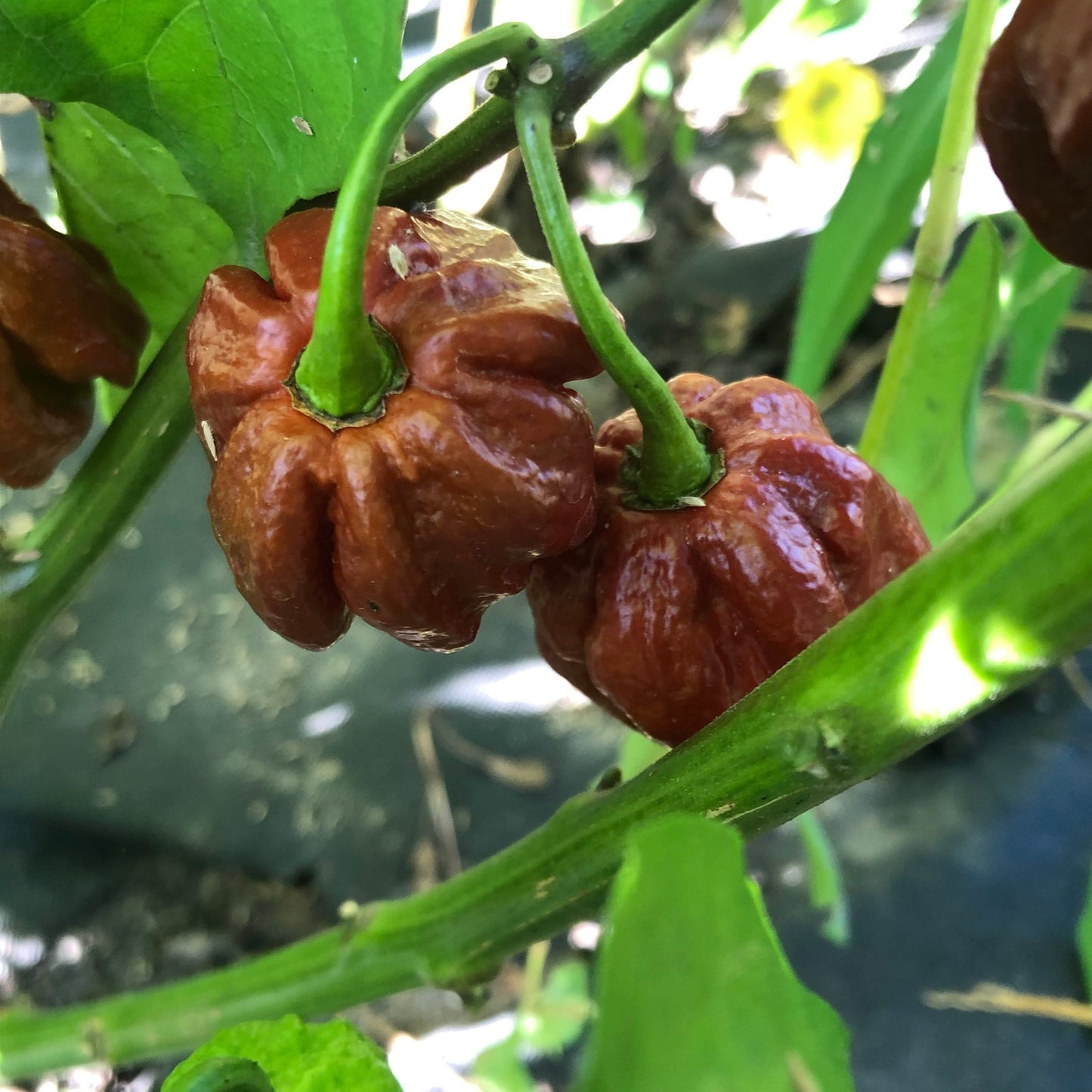 7-Pot Douglah Seeds Chocolate Pepper , organic , superhot