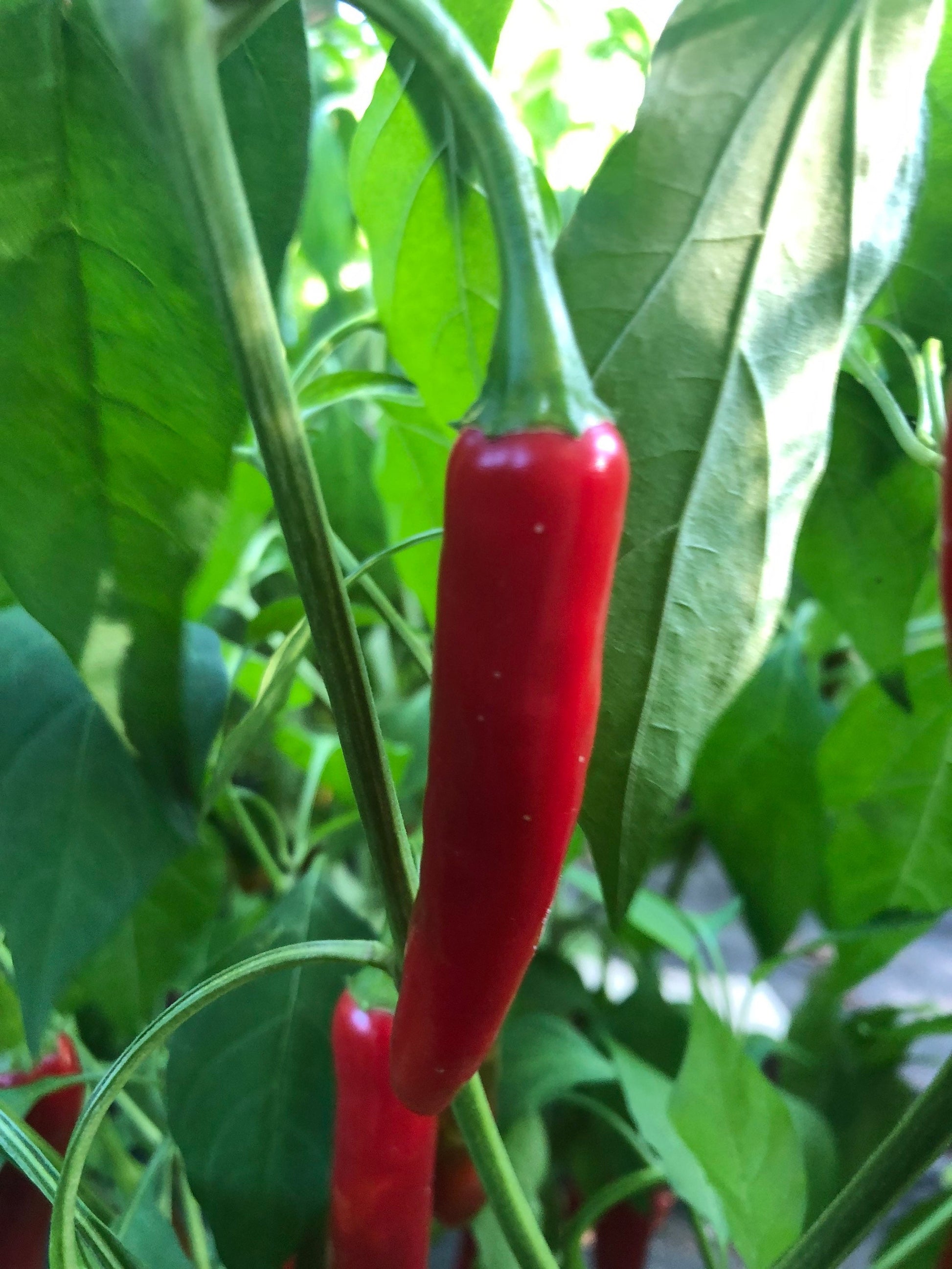 Serrano Pepper (15) Seeds , Organic, Non-GMO