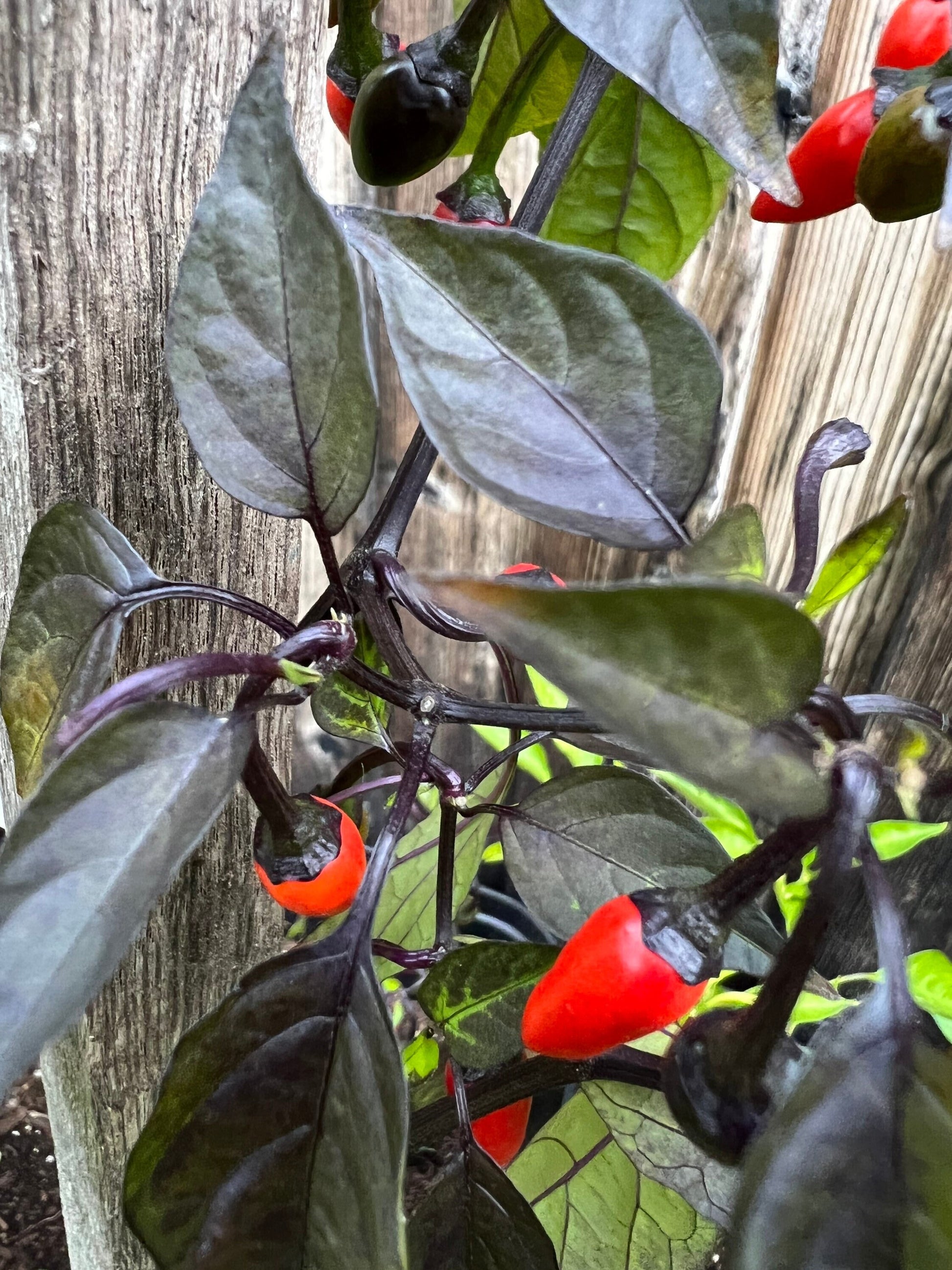 Bellingham Gardens Pepper Seeds , Organic