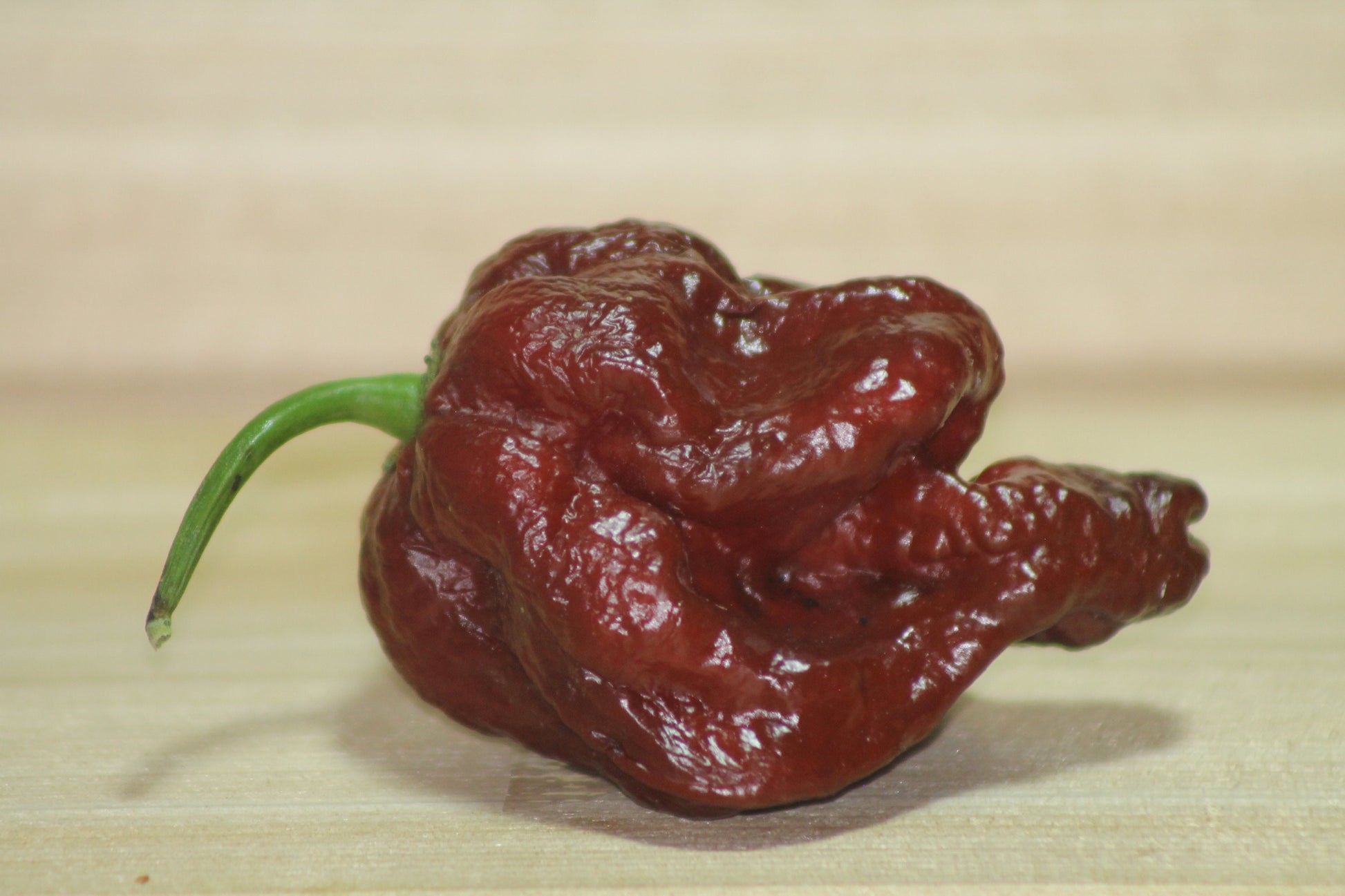 Chocolate Scorpion Seeds Pepper , Organic , SuperHot