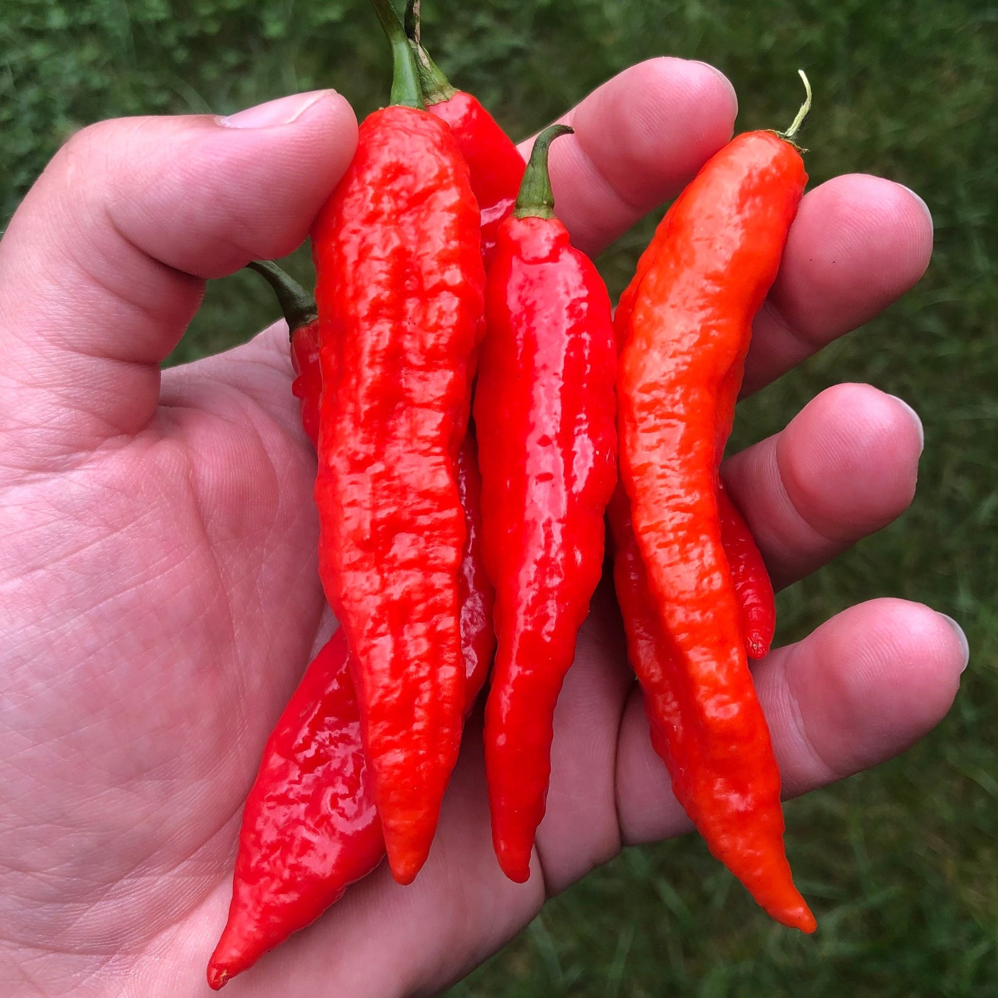 Tombstone Ghost Pepper Seeds