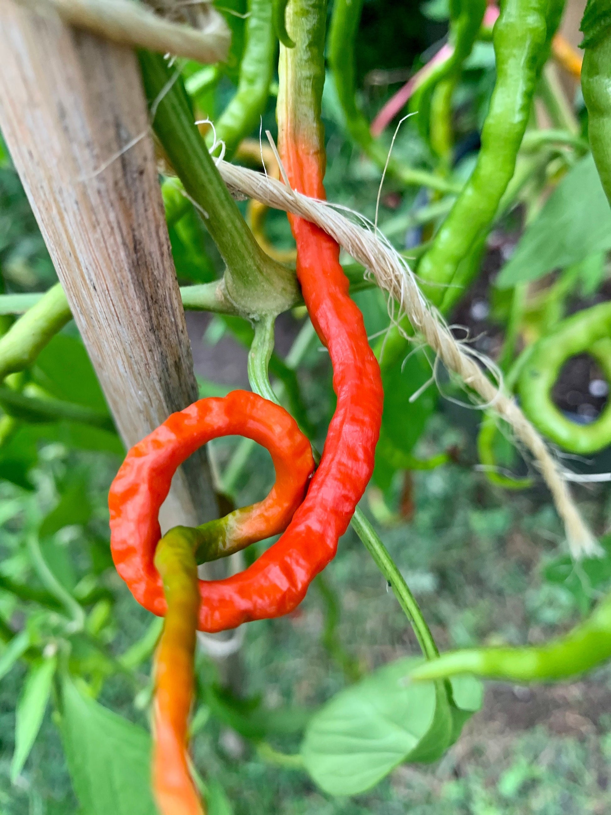 Thunder Mountain Longhorn Pepper Seeds