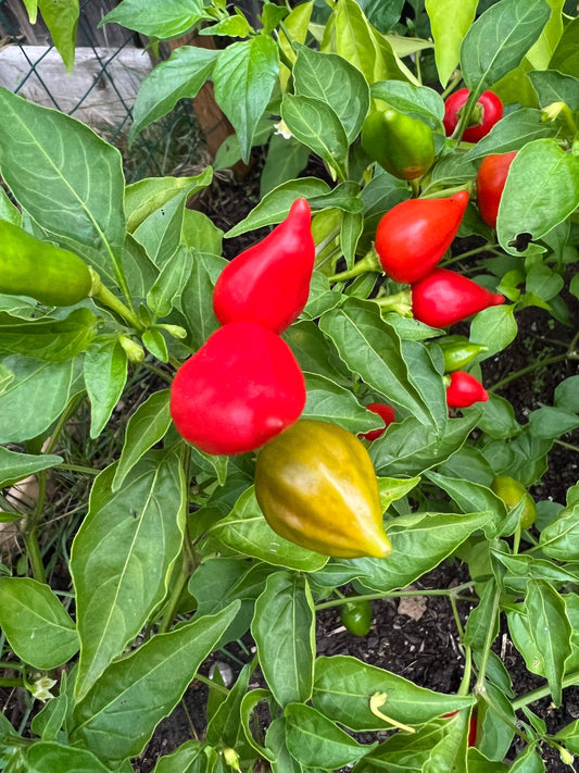 Inca Red Drop Pepper Seeds , Organic