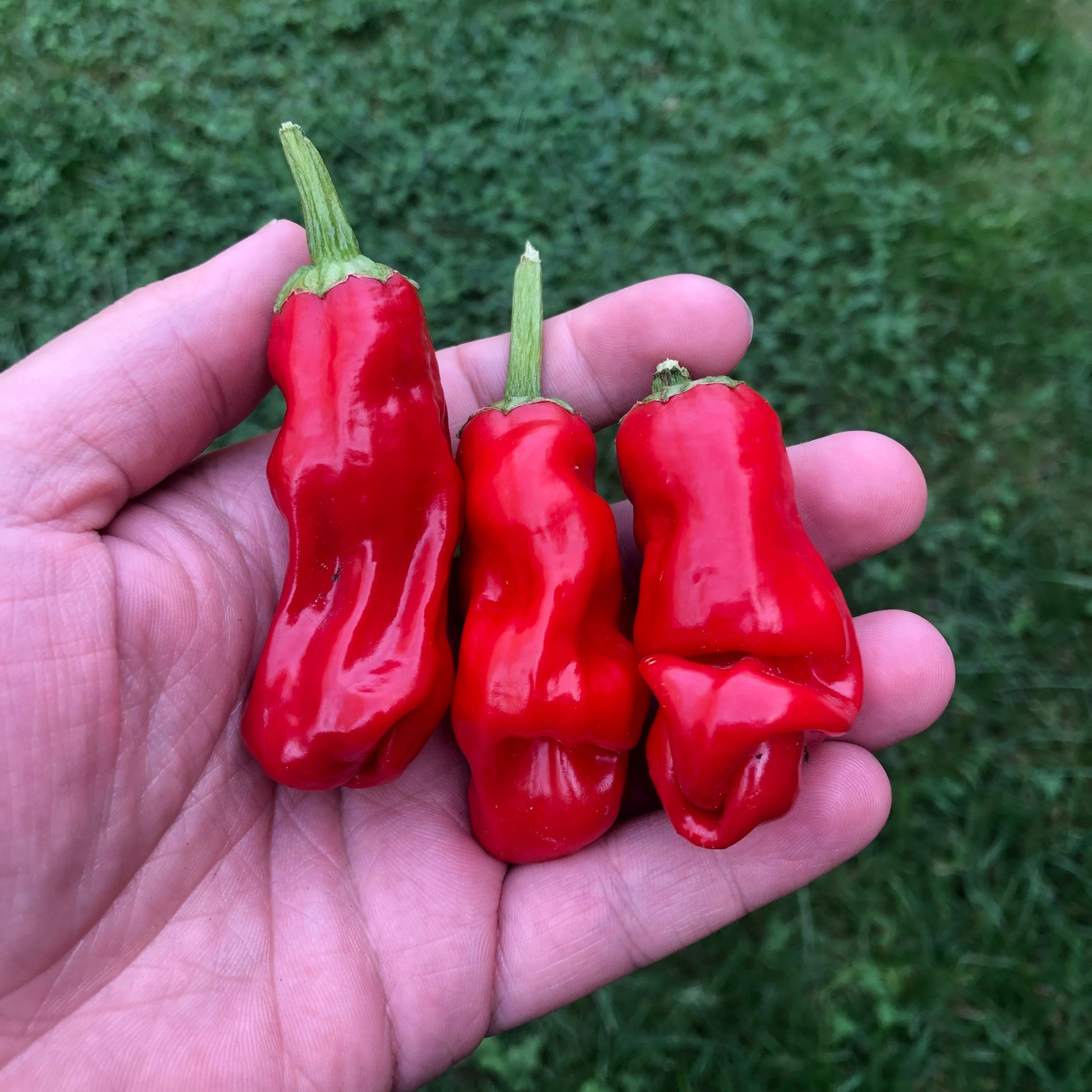 Peter pepper Seeds , organic, phallic