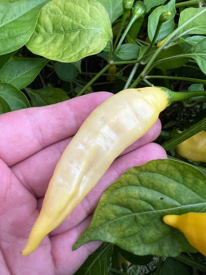 Aji pineapple Pepper Seeds