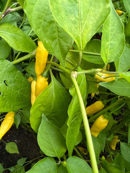 aji pineapple pepper plants Aji pineapple pepper seeds , organic – Red Hot Seeds