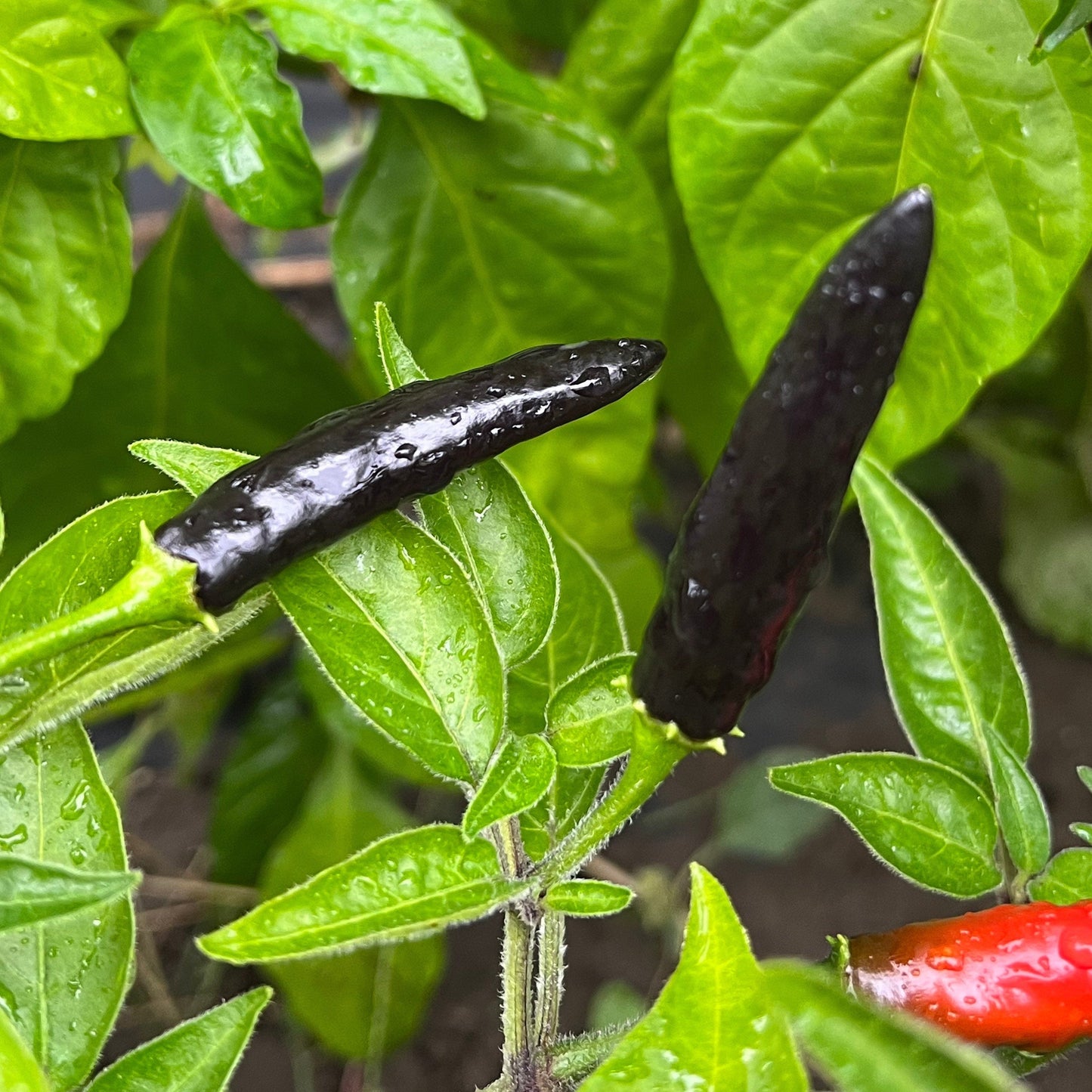 Goat's Weed Pepper Seeds