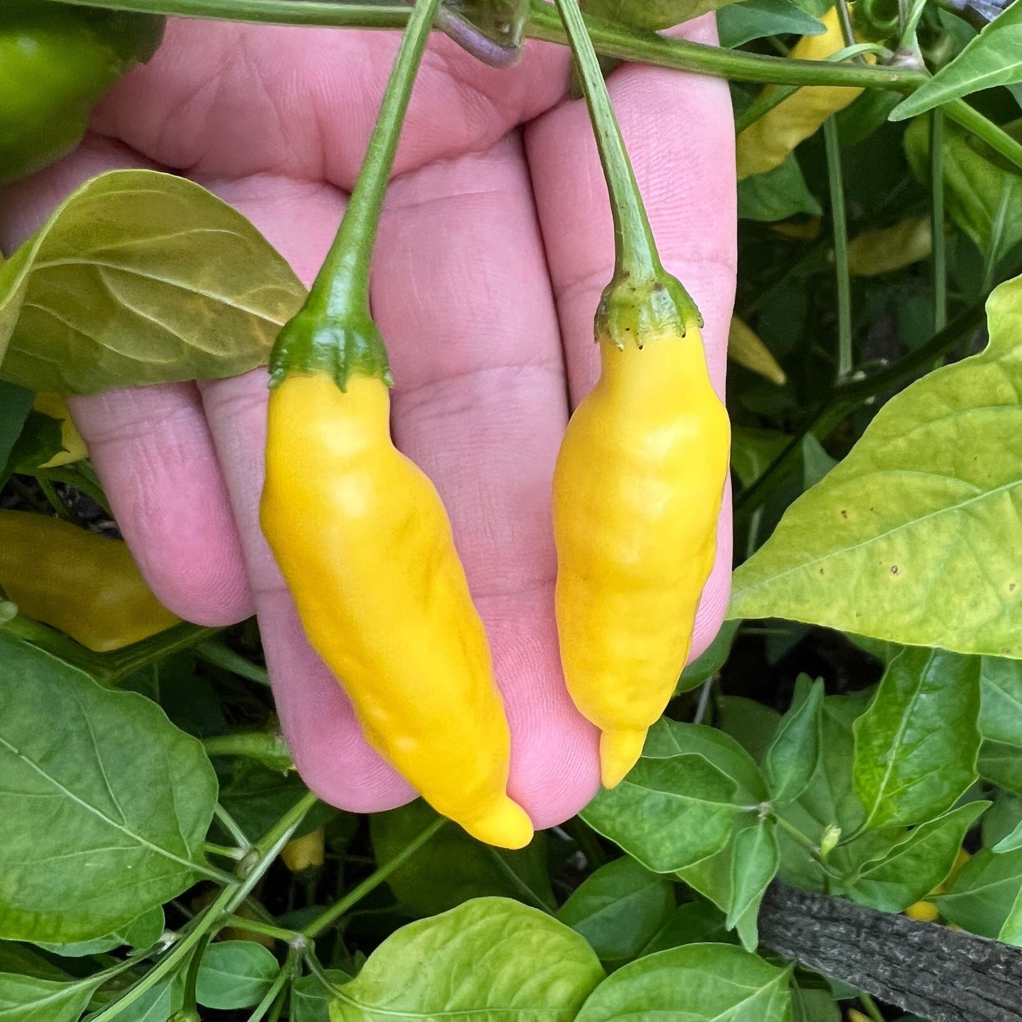 Aji Lemon Drop Pepper Seeds