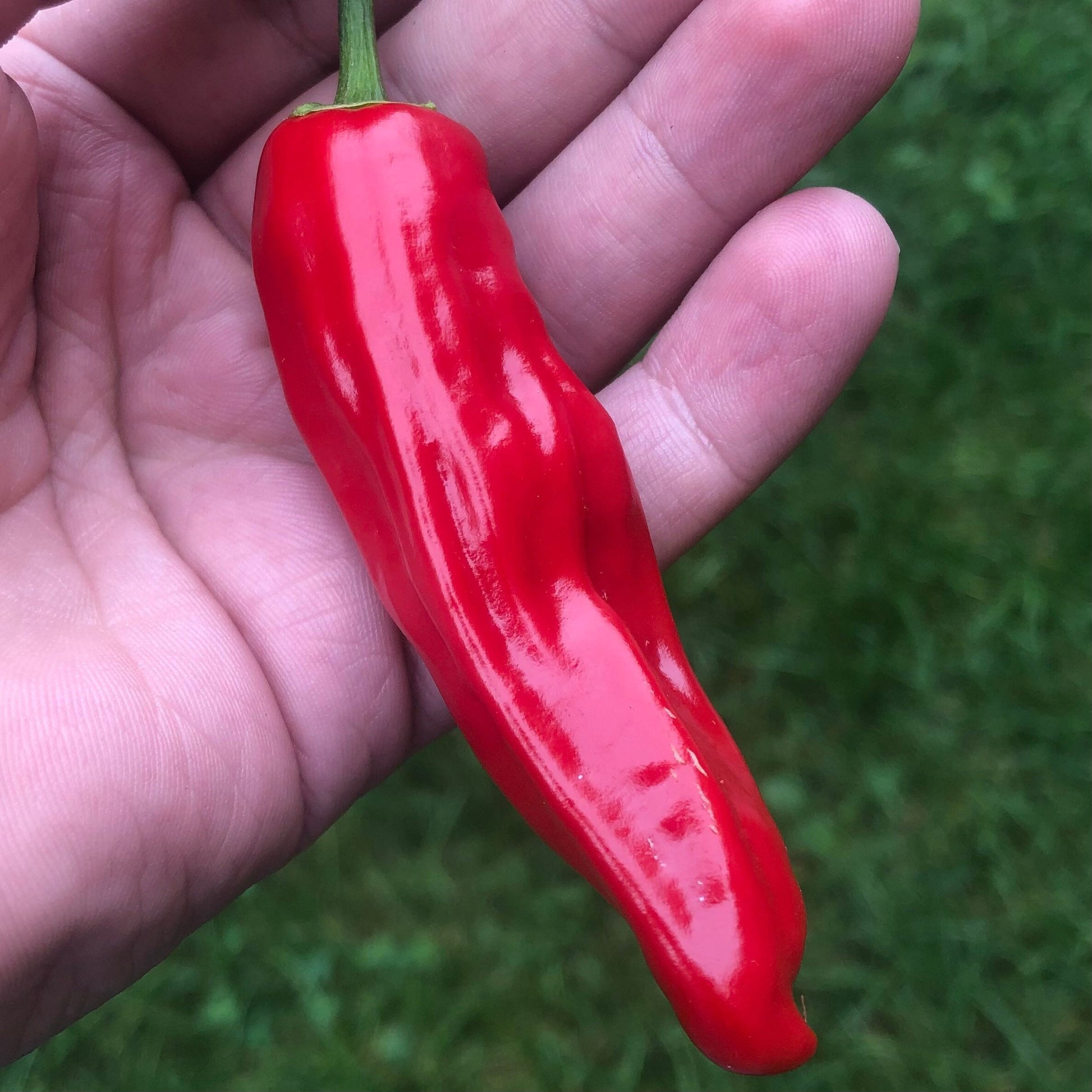 Italian Pepperoncini Pepper Seeds , Organic