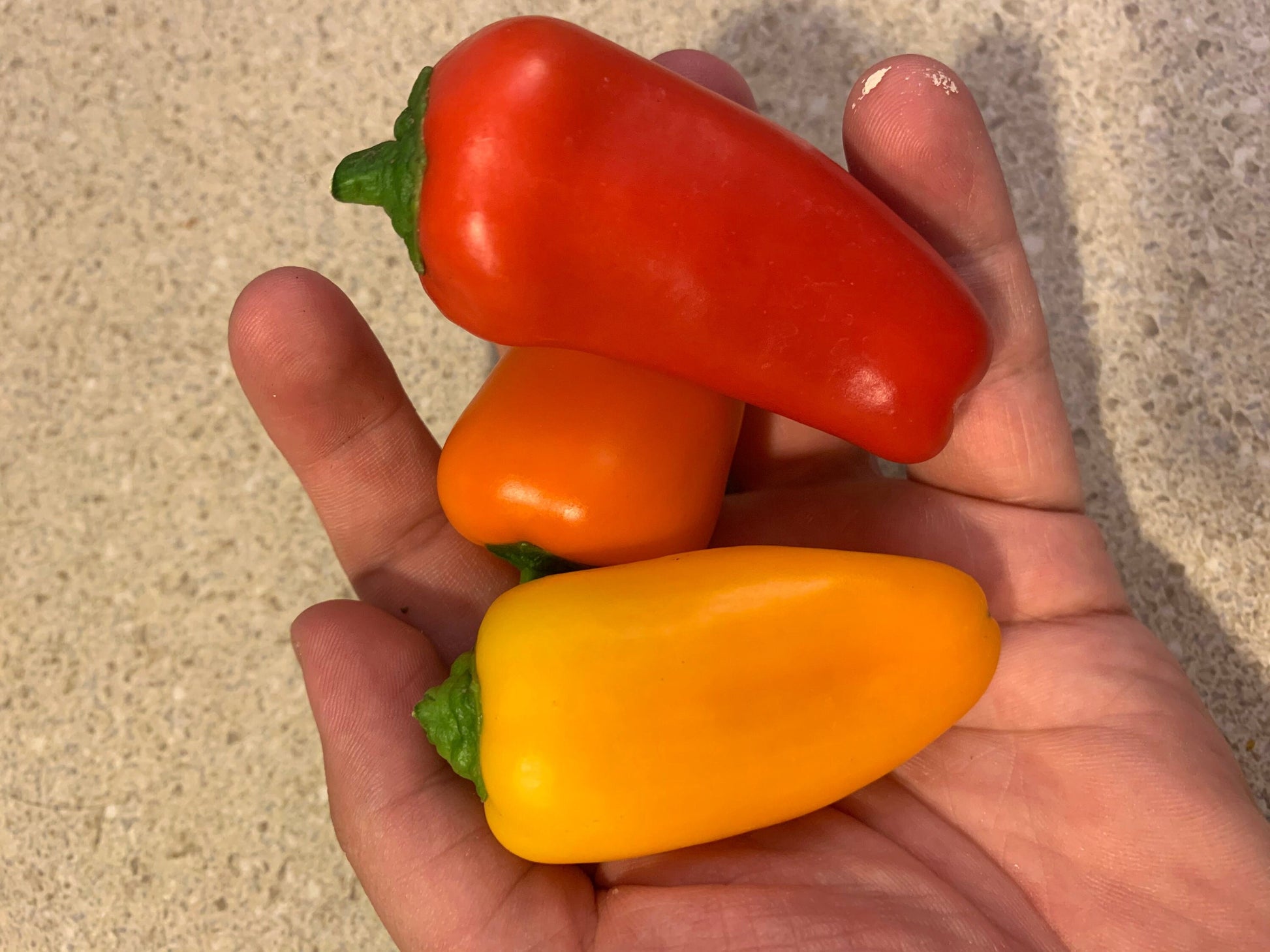 Organic Mini Sweet Pepper Seeds for Vibrant Home Gardening