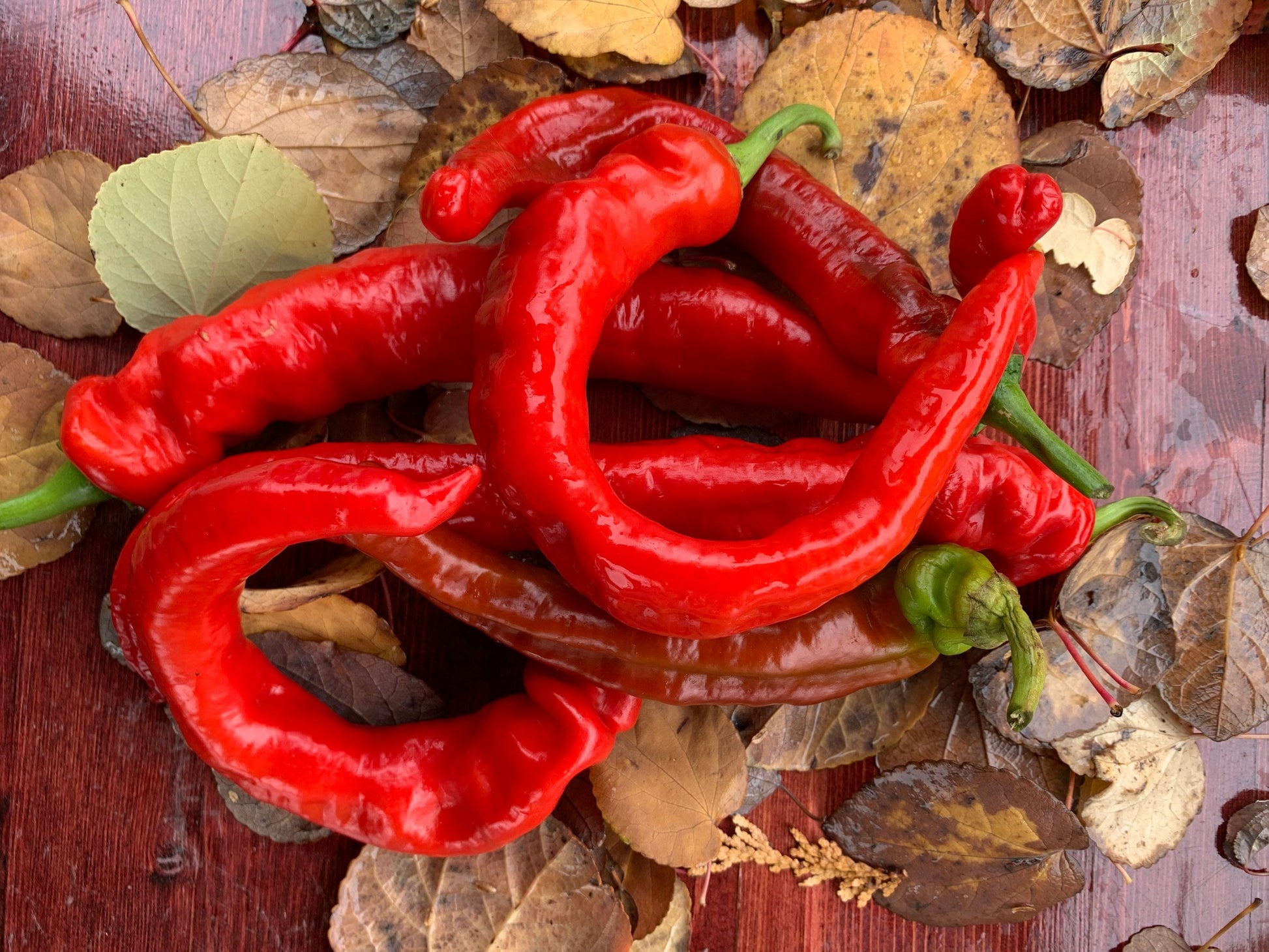 Long Hot Portuguese Pepper Seeds