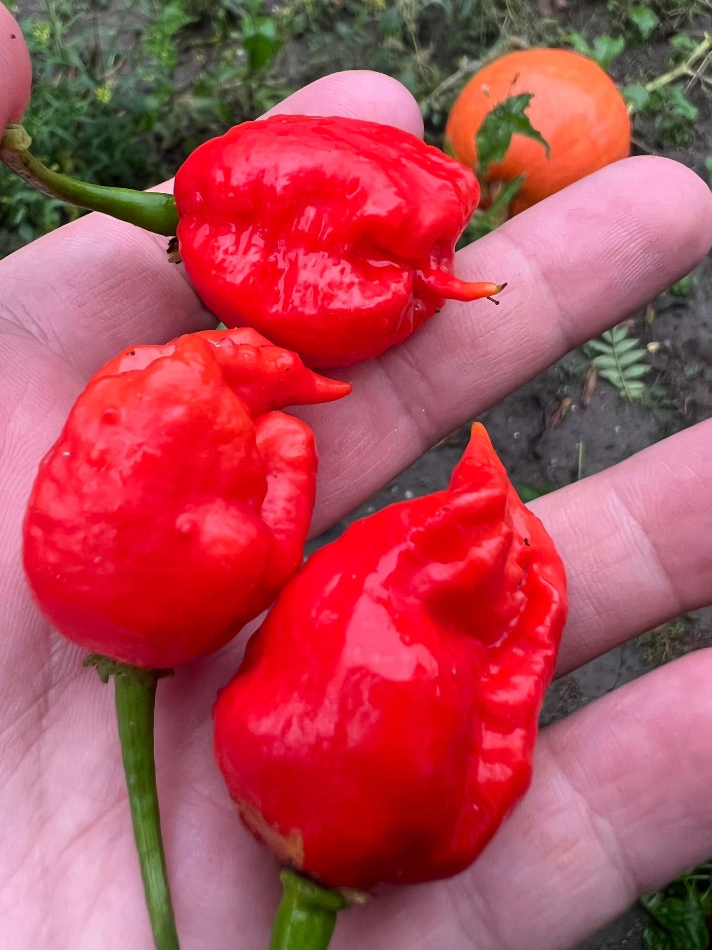 Carolina Reaper Pepper Seeds