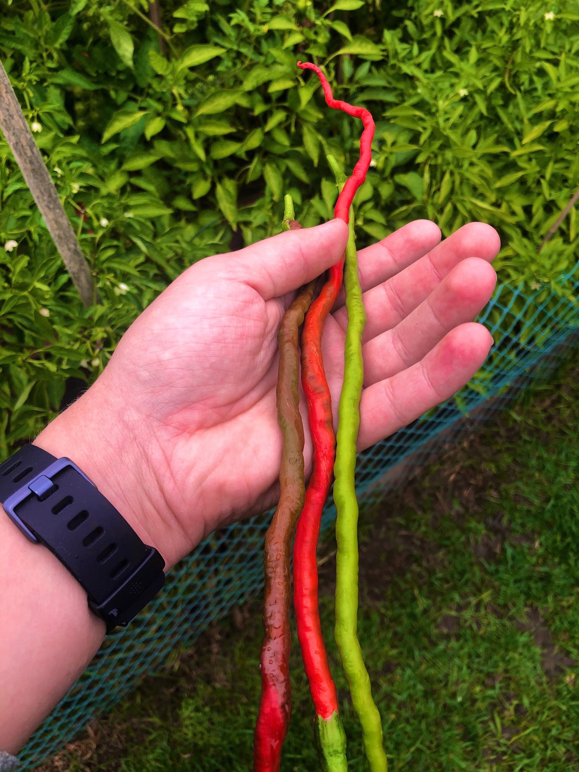 Thunder Mountain Longhorn Pepper Seeds