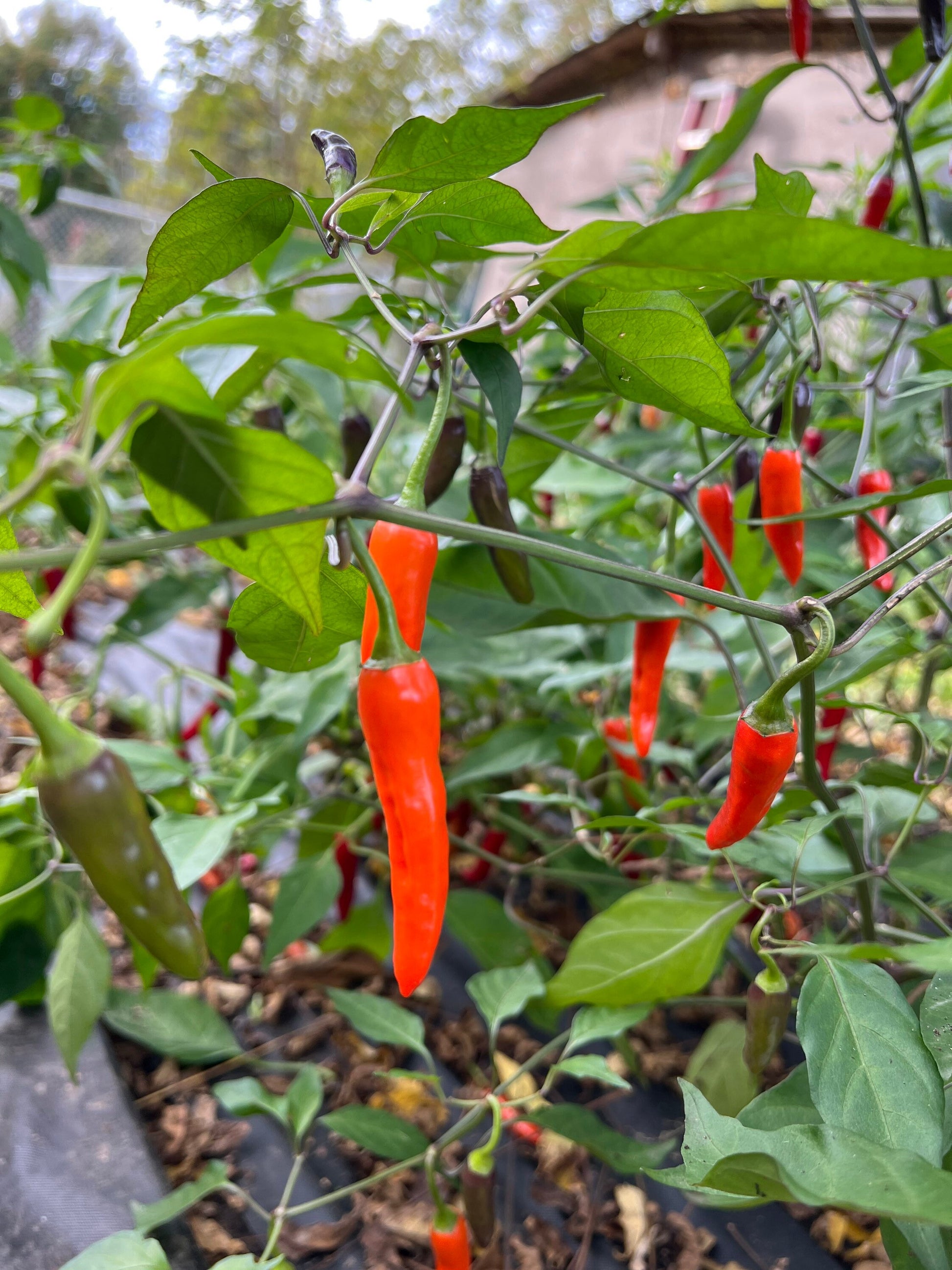 Halloween Thai Seeds Pepper Seeds