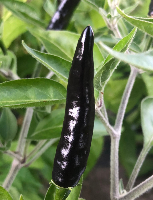 Black Cobra Pepper Seeds